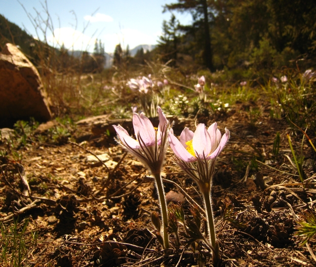 Pasque flowers