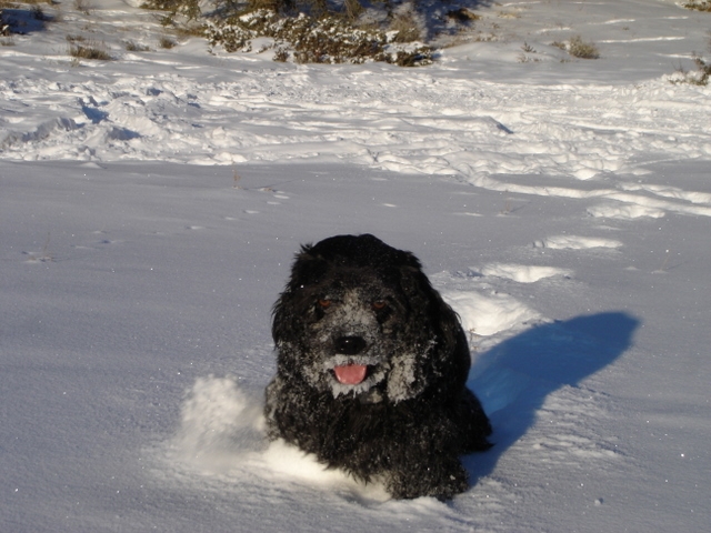 Happy Ceilidh, floating in snow