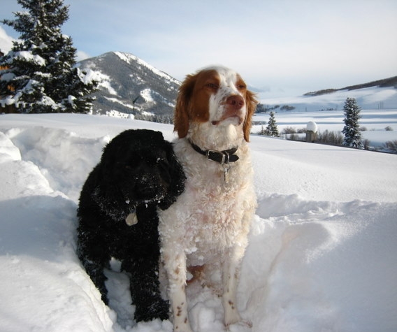 Ceilidh and Duke in deep snow