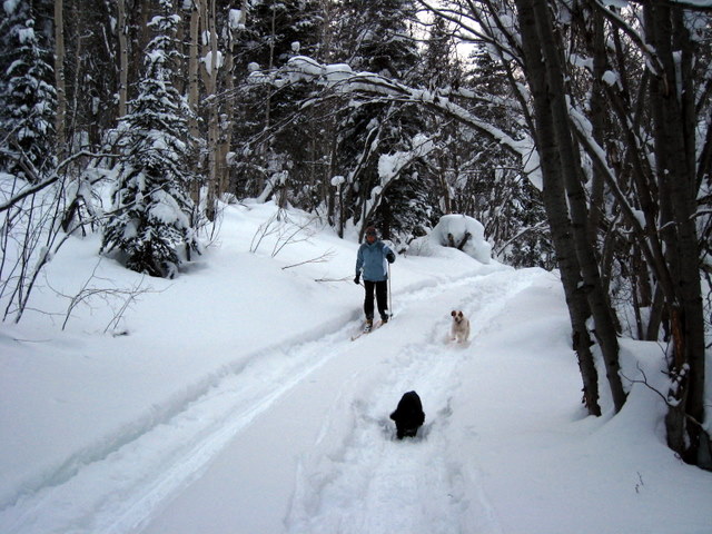 Mrs. Flyingcracker skiing with Ceilidh and Duke